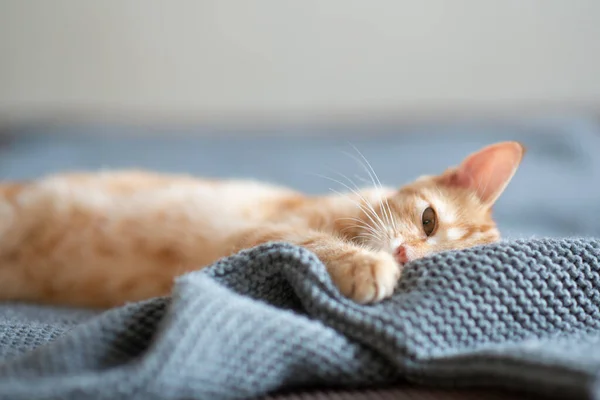 Carino Gattino Rosso Con Classico Motivo Marmoreo Dorme Sul Divano — Foto Stock