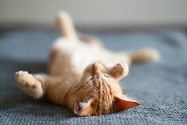 Gatinho Vermelho Bonito Com Padrão Mármore Clássico Dorme Sofá Que — Fotografia de Stock