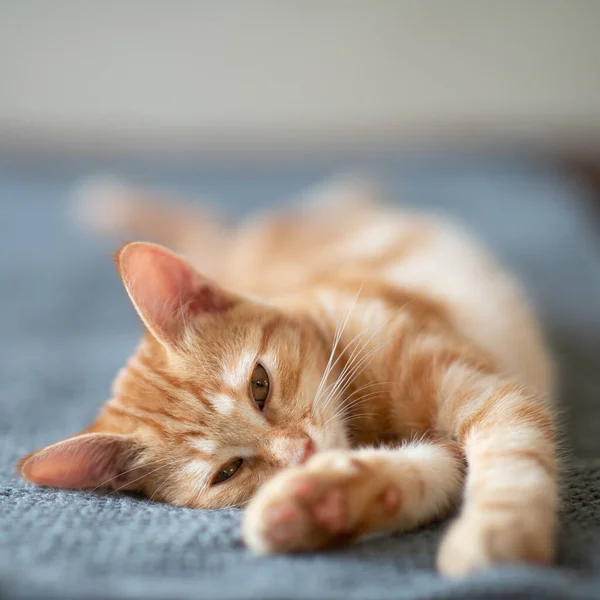 ソファの上で古典的な大理石のパターンを持つかわいい赤い子猫 愛らしい小さなペット かわいい子動物 — ストック写真