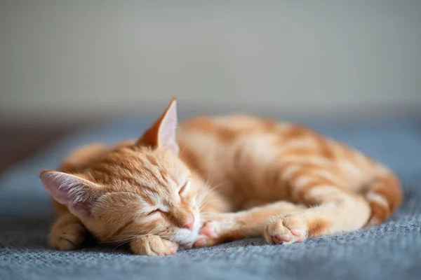 Cute Red Kitten Classic Marble Pattern Sleeps Sofa Adorable Little — Stock Photo, Image