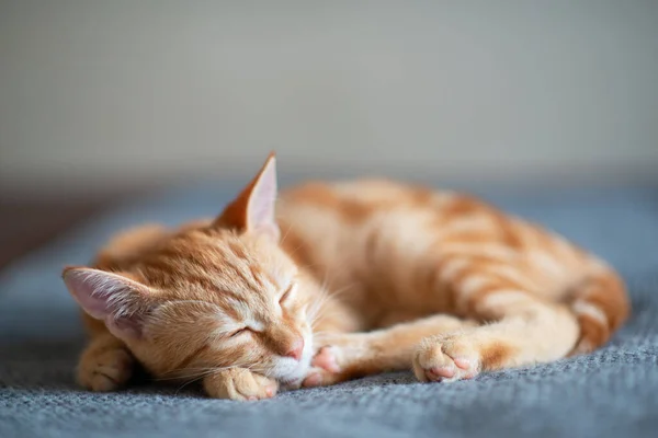 Chaton Rouge Mignon Avec Motif Marbre Classique Dort Sur Canapé — Photo