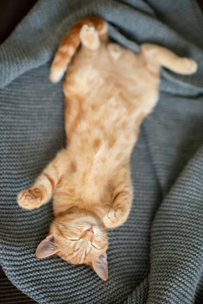 Niedliches Rotes Kätzchen Mit Klassischem Marmormuster Schläft Auf Dem Rücken — Stockfoto