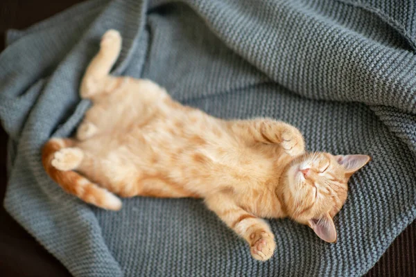 Klasik mermer desenli şirin kırmızı kedi yavrusu kanepede uyur. Sevimli küçük hayvan. Sevimli çocuk hayvan.