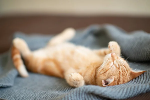 Cute Red Kitten Classic Marble Pattern Sleeps Back Sofa Adorable — Stock Photo, Image