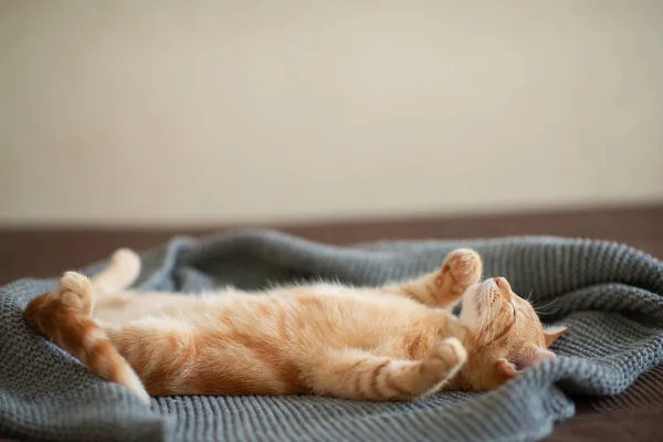 Chaton Rouge Mignon Avec Motif Marbre Classique Dort Sur Dos — Photo