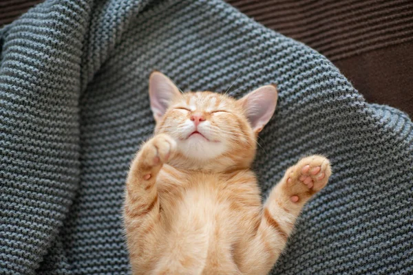 Gatinho Vermelho Bonito Com Padrão Mármore Clássico Dorme Parte Trás — Fotografia de Stock