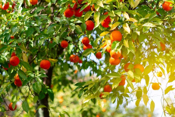 Orange Tree Ripe Fruits Tangerine Branch Fresh Ripe Oranges Leaves — Stock Photo, Image