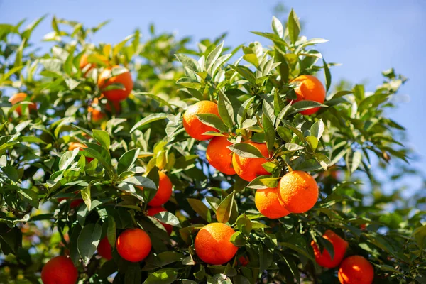 Drzewo Pomarańczowe Dojrzałymi Owocami Mandarynka Gałąź Świeżo Dojrzałych Pomarańczy Liśćmi — Zdjęcie stockowe