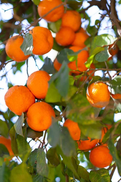 Мандаринское Дерево Спелыми Плодами Мандарин Ветвь Свежих Спелых Апельсинов Листьями — стоковое фото