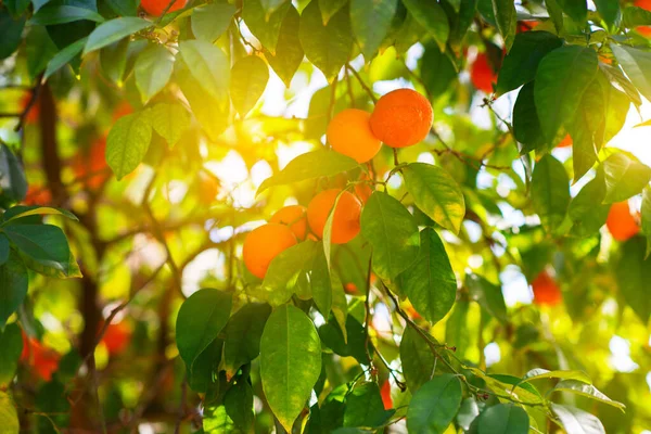 Olgun Meyveli Portakal Ağacı Mandalina Olgunlaşmış Taze Portakal Dalları Güneş — Stok fotoğraf