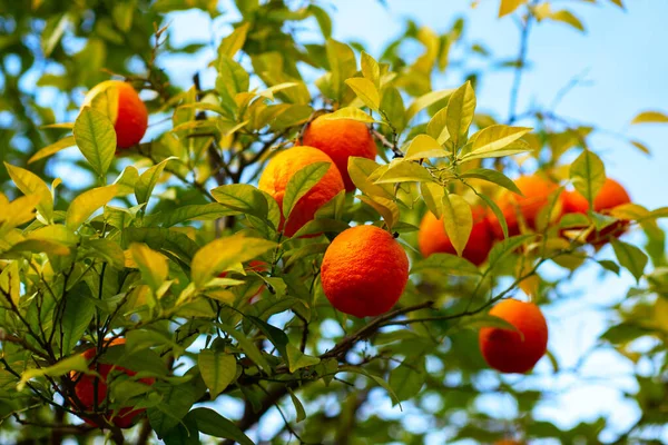 Orange Tree Ripe Fruits Tangerine Branch Fresh Ripe Oranges Leaves — Stock Photo, Image