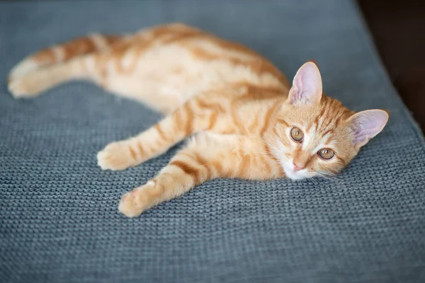 Niedliches Rotes Kätzchen Mit Klassischem Marmormuster Liegt Auf Dem Sofa — Stockfoto