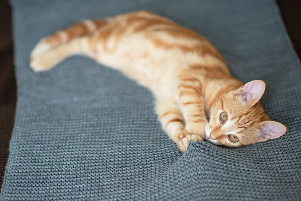 Gatinho Vermelho Bonito Com Padrão Mármore Clássico Encontra Sofá Que — Fotografia de Stock