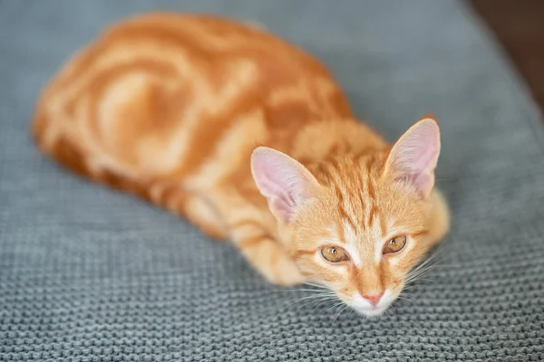 Cute Red Kitten Classic Marble Pattern Lies Sofa Adorable Little — Stock Photo, Image