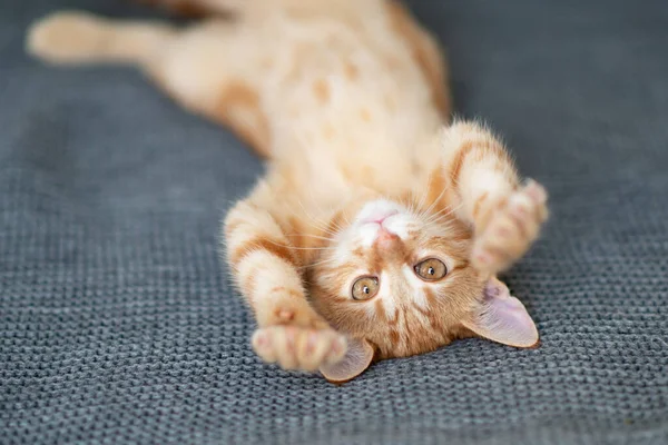 Gatinho Vermelho Bonito Com Padrão Mármore Clássico Encontra Nas Costas — Fotografia de Stock