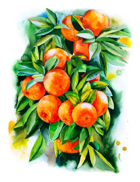 Watercolor illustration of mandarin ripe fruits. Hand drawn watercolour painting of tangerine. Fresh ripe oranges with leaves, beautiful design. Satsuma. Fruit illustration. Bright art print