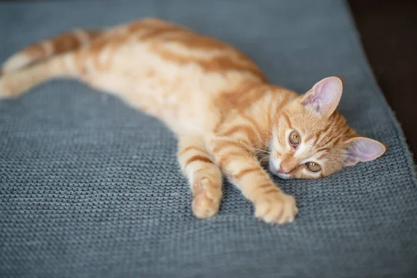 Niedliches Rotes Kätzchen Mit Klassischem Marmormuster Liegt Auf Dem Sofa — Stockfoto