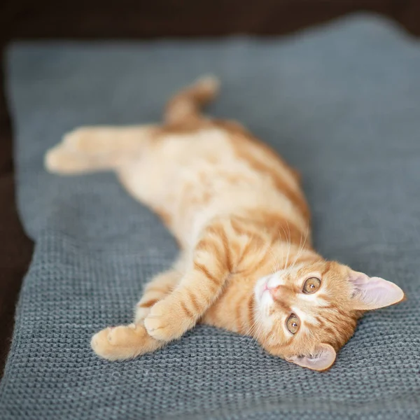 Schattig Rood Katje Met Klassiek Marmeren Patroon Ligt Bank Schattig — Stockfoto