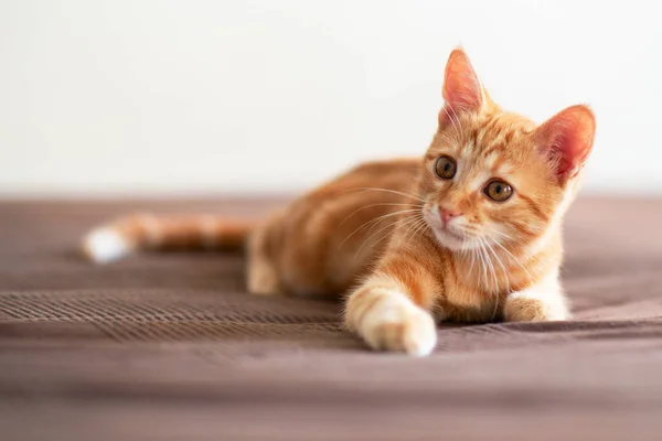 かわいい赤い子猫はジャンプする準備ができて注意してソファに横たわっています 愛らしい小さな喜びのペット かわいい遊び心のある子供動物 — ストック写真