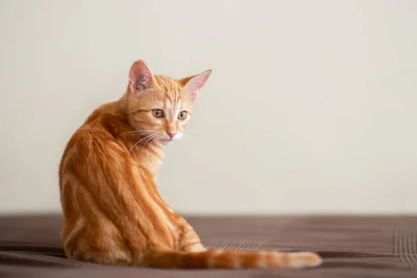 Cute red kitten lies on sofa in attention ready to jump. Adorable little joyful pet. Cute playful child animal