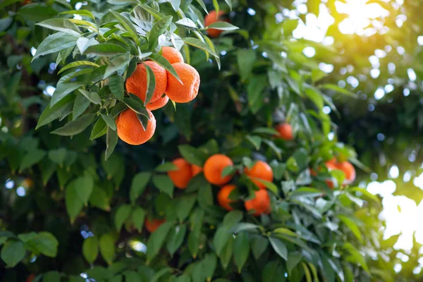 Olgun Meyveli Portakal Ağacı Mandalina Olgunlaşmış Taze Portakal Dalları Güneş — Stok fotoğraf