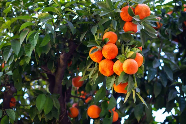 Апельсиновое Дерево Спелыми Фруктами Мандарин Ветвь Свежих Спелых Апельсинов Листьями — стоковое фото
