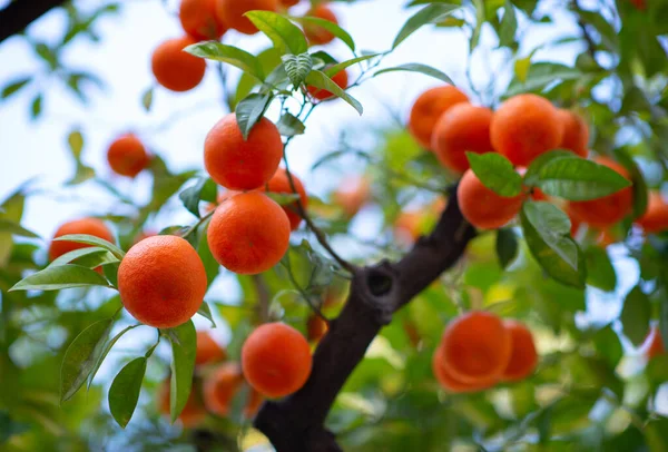 Drzewo Pomarańczowe Dojrzałymi Owocami Mandarynka Gałąź Świeżo Dojrzałych Pomarańczy Liśćmi — Zdjęcie stockowe