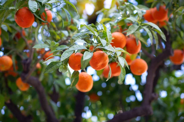 Olgun meyveli portakal ağacı. Mandalina. Olgunlaşmış taze portakal dalları ve güneş ışınlarında yapraklar. Satsuma ağacı resmi. Citrus.