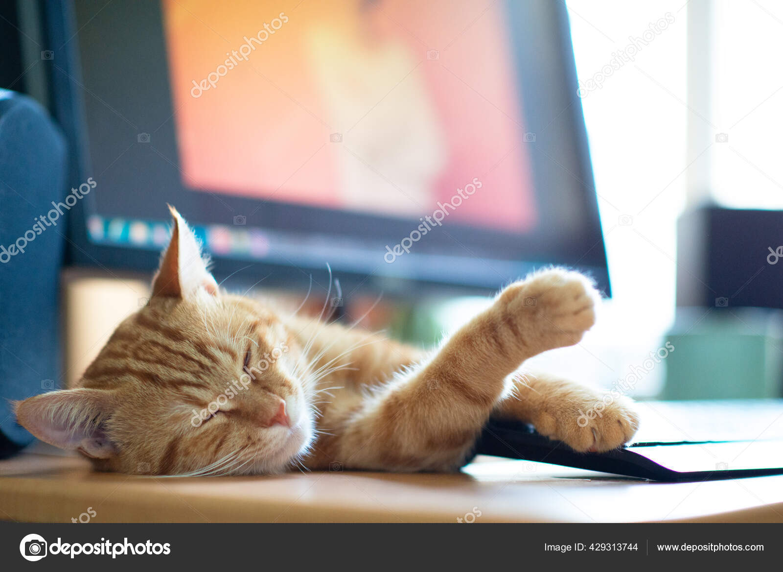 美丽的年轻生姜猫饱餐满意地睡在家里靠近监视器屏幕的地方有经典大理石图案的可爱红猫躺在桌子上待在家里工作在家 美丽的年轻生姜猫饱餐满意地睡在家里靠近监视器屏幕的地方有经典大理石图案的可爱红猫躺在桌子上待在家里工作在家