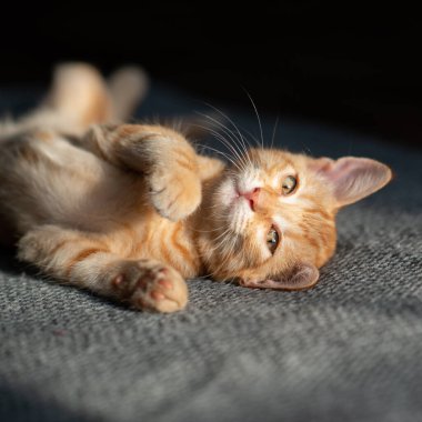 Küçük kırmızı kedi yavrusu kanepede uyuyor. Sevimli küçük hayvan. Sevimli çocuk hayvan. Evde kedi istirahati. Kendini soyutlama. Evde kal.