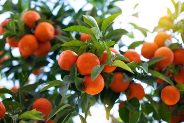 Olgun meyveli portakal ağacı. Mandalina. Olgunlaşmış taze portakalların dalları ve güneş ışınlarındaki gür yapraklar. Satsuma ağacı resmi. Citrus.