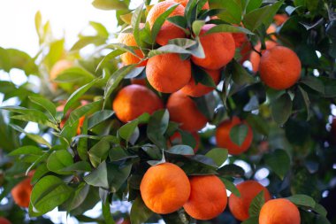 Olgun meyveli portakal ağacı. Mandalina. Olgunlaşmış taze portakalların dalları ve güneş ışınlarındaki gür yapraklar. Satsuma ağacı resmi. Citrus.