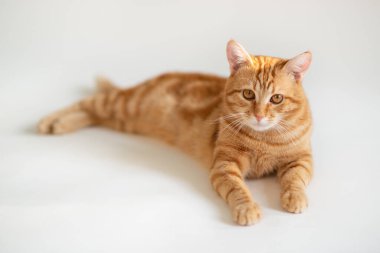 Güzelim kızıl kedi kameraya bakıyor. Tatlı turuncu evcil hayvan. Klasik mermer desenli şirin kırmızı kedi yavrusu beyaz arkaplanda izole bir şekilde yatıyor.. 