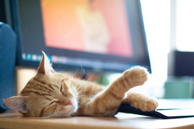 Güzel, genç kızıl kedi iyi beslenmiş ve tatmin olmuş. Monitör ekranının yanındaki iş yerinde uyuyor. Klasik mermer desenli sevimli kırmızı kedi yavrusu masada yatıyor. Evde kal, evde çalış, karantinaya al.