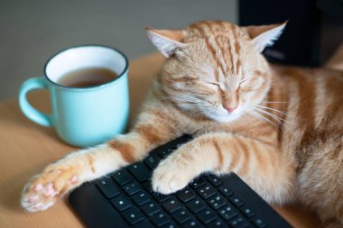 Güzel, genç, karnı doymuş ve tatmin olmuş kızıl kedi evde uyuyor. Tuş takımının yanında çalışıyor ve bir fincan çay içiyor. Klasik mermer desenli sevimli kırmızı kedi yavrusu masada yatıyor. Evde kal, evde çalış, karantinaya al.