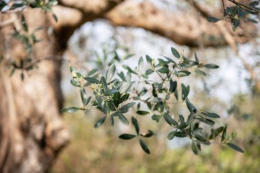 Zeytin ağaçları bahçesi. Akdeniz çiftliği. İtalyan zeytinliği. Yapraklı dallar