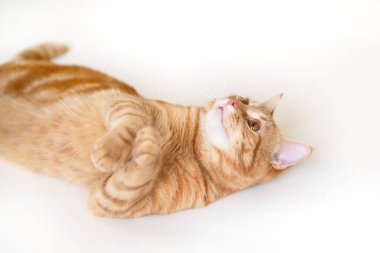 Kopyalama alanına bakan kurnaz, genç kızıl kedi, detaylar. Tatlı turuncu evcil hayvan. Tatlı kırmızı kedi yavrusu beyaz arkaplanda izole bir şekilde yatıyor.. 