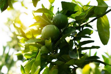 Mandalina ağacı. Taze yeşil portakallı dal. İtalya, Sicilya 'daki Citrus Bahçesi.
