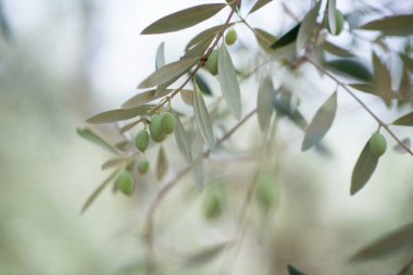 Zeytin ağaçları bahçesi. Akdeniz çiftliği hasat için hazır. Taze yeşil zeytinli İtalyan zeytinliği. Olgun meyveli dal, yumuşak ışık