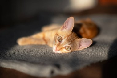 Küçük komik kırmızı tekir kedicik kanepede uyuyor. Sevimli küçük hayvan. Sevimli çocuk hayvan. Kedi evde dinleniyor.. 