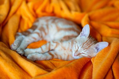 Küçük kırmızı tekir kedicik kanepede uyuyor. Sevimli küçük hayvan. Sevimli çocuk hayvan. Turuncu ekosede kedi dinleniyor.. 