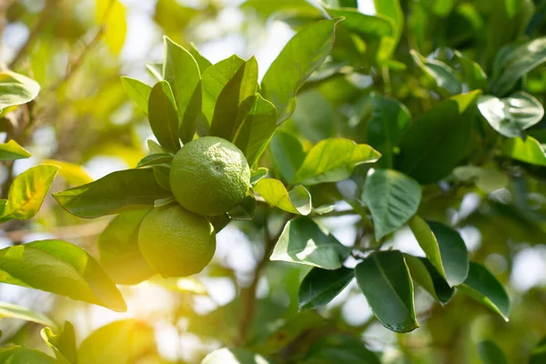 Lemon tree. Branch with fresh green lemons. Citrus garden in Sicily, Italy.