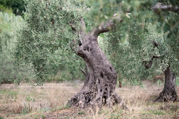 Olivenbäume Garten Mittelmeerbauernhof Bereit Für Die Ernte Italienischer Olivenhain Mit — Stockfoto