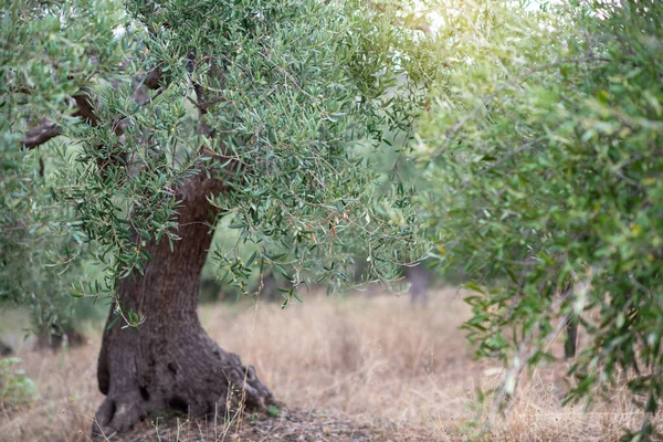 Olive garden with old trees. Mediterranean farm ready for harvest. Italian olive's grove with fresh green olives.