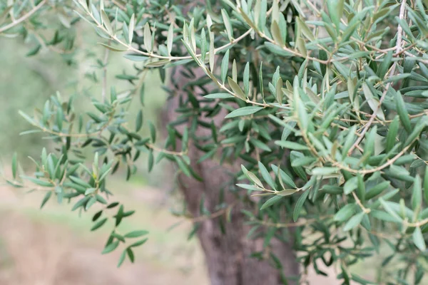 Zeytin Ağaçları Bahçesi Akdeniz Çiftliği Hasat Için Hazır Taze Yeşil — Stok fotoğraf