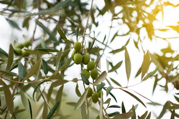 Jardim Oliveiras Quinta Mediterrânica Pronta Para Colheita Azeitona Italiana Com — Fotografia de Stock