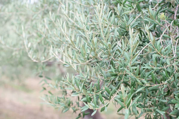 Olivová Zahrada Středomořská Farma Připravena Sklizni Italský Olivový Háj Čerstvými — Stock fotografie