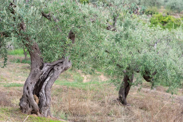 Olivengarten Mit Alten Bäumen Mittelmeerbauernhof Bereit Für Die Ernte Italienischer — Stockfoto