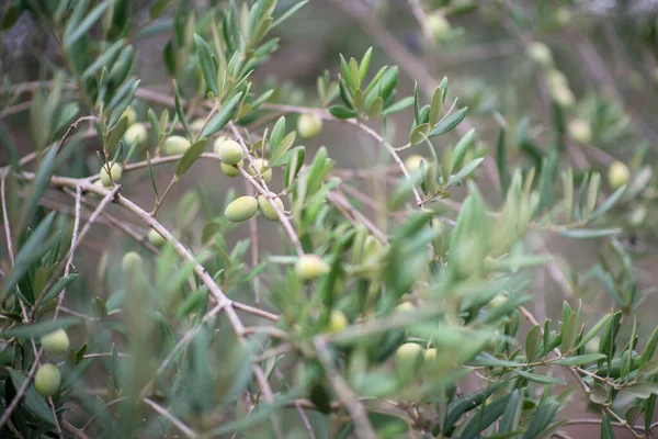 橄榄树花园 地中海农场准备收割 意大利橄榄园 绿油油的橄榄成熟果实的枝条 — 图库照片