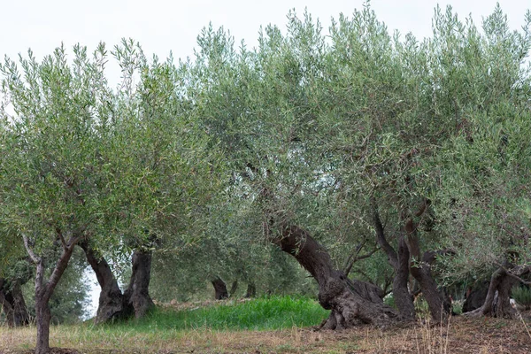 Κήπος Ελιές Μεσογειακή Φάρμα Έτοιμη Για Συγκομιδή Άλσος Ιταλικής Ελιάς — Φωτογραφία Αρχείου